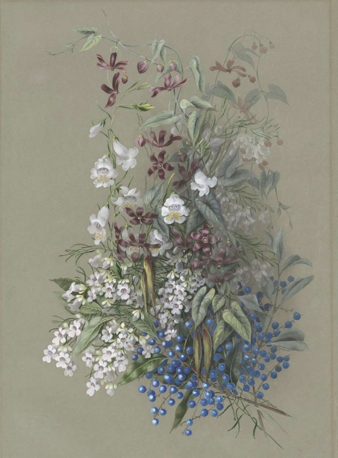 Tylophora grandiflora by Marian Ellis Rowan